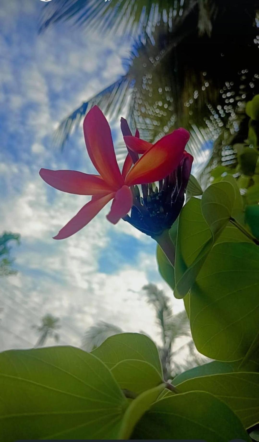 Marari Beach Bungalow Resort Alleppey Mararikulam Kültér fotó